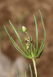 Image result for Spergula arvensis