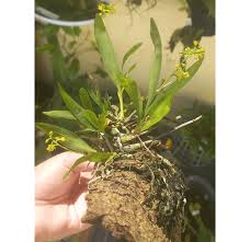 Image result for Polystachya villosa