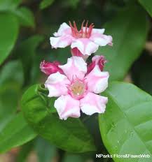 Image result for Strophanthus