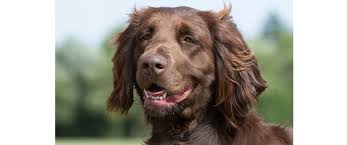 A good way to describe the german longhaired pointer is that, in appearance, it's continental europe's version of a setter: German Longhaired Pointer Breeds A To Z The Kennel Club