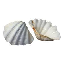 Shells Png Sea Shells White Sea Large Sea Shells