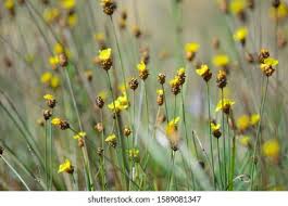 Image result for Xyridaceae