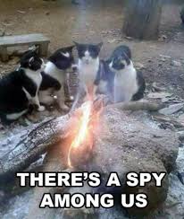 There S A Spy Among Us Funny Cat Memes Cute Animal Memes Funny Animal Memes