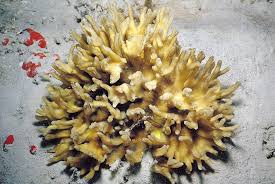 Image result for Aerangis alcicornis