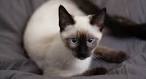 Siamese Cat Breed Facts & Pictures | petMD | PetMD