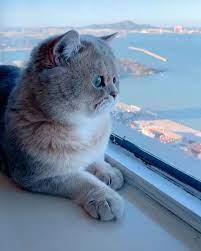 猫 猫咪 貓 貓貓 貓奴 貓咪 可愛 可爱 cat cats catstagram cats of world cats of instagram kittens cutest kittens funny cat wallpaper