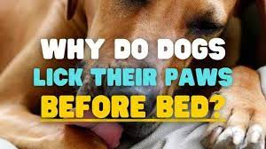 Why Do Dogs Lick Their Paws Before Going To Sleep You Only Live Once Pooch