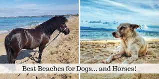 Dog Friendly Beaches Near Melbourne On Long Hot Summer Days Or Even During Brisk Wintery Weather It Is Lovely To Tak Dog Friendly Beach Dog Beach Dog Friends