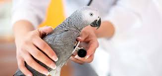 Bryan cornwall, dvm, benjamin wil. What Should You Look For When Choosing A Vet Exoticdirect
