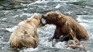 Bears who also played for the dolphins with the bears practicing with and playing against the dolphins this week, senior writer larry mayer ranks the top 10 bears players who also suited up for miami. 77dr52 Lehha6m