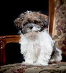 Puppy feeds should ideally be split into 4 meals per day; Shorkie A Definitive Review Of The Shih Tzu Yorkie Mix And Photos Animalso