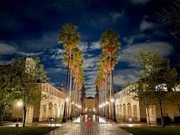 Image result for Washingtonia