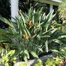 Bird of paradise in spanish. Tropical Bird Of Paradise