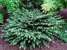 Japanese Plum Yew Google Search Front Landscape Front Landscaping Plants