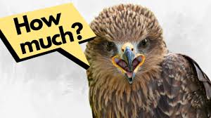 Do Hawks Eat Pets?