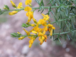 Image result for Adenocarpus