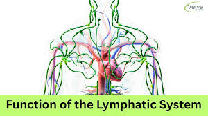 Image result for Lymphatic Anatomy