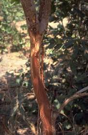 Image result for Piliostigma thonningii