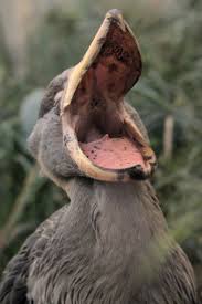 Creepy Bird With Big Mouth Shoebill Weird Birds Scary Birds Shoebill