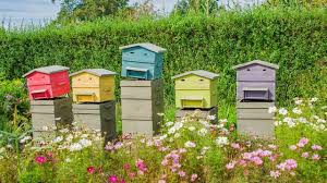 Le sirop doit être utilisé lorsque la température est supérieure à 15°c. Ruche Abeille Chez Soi Les 5 Choses A Savoir Cote Maison