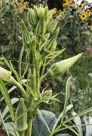 Image result for Abelmoschus esculentus