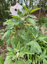 Image result for Hibiscus tridactylites