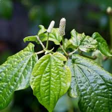 Image result for Piper capense