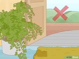 The three constants for maidenhair ferns are lots of water, shade and high mineral content. How To Grow A Maidenhair Fern 13 Steps With Pictures Wikihow