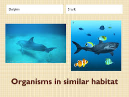 Orkin is the termite control expert. Ppt Diversity And Adaptation Powerpoint Presentation Free Download Id 5258751