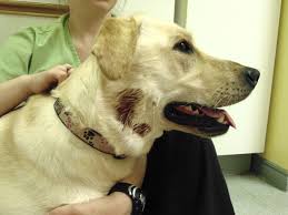 Image result for hotspot dogs