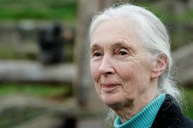 Jane Goodall: who she is, what she discovered, and why she is  world-renowned