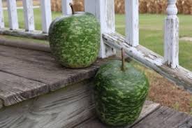 Image result for Lagenaria rufa