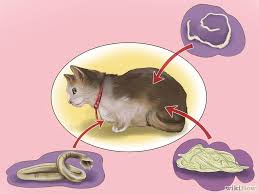 (beberapa cm) toxin bertahun yang dahulu akan pecut keluar warna hijau, hitam dll. Kedai Kucing Online Kenali Malasah Cacing Serta Cara Merawat Mencegah Pernah X Lihat Kucing Mengheret Duburnya Ke Lantai Sambil Duduk Kelakar Kan Memang Agak Kelakar Bila Kita