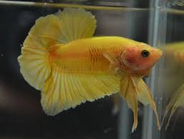 Nice Bettas For Sale Hmpk Ct Hm Betta Club Singapore Betta Fish Pet Singapore