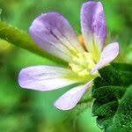 Image result for Melochia melissifolia