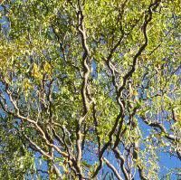 Make the cuts where the branch attaches to the trunk. The Tree Pages