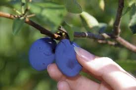 Plum Tree Harvest How And When Do You Harvest Plums