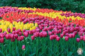 Nicht in venlo aber ganz in der nähe eurohandelsonderneming.nl. Blumenpark In Holland Fantastischer Fruhlingsbesuch Im Keukenhof