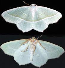 Today a white tux is seen as more dressed up than its black or midnight blue counterparts. Campaea Margaritata Wikipedia
