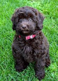We did not find results for: Regina Labradoodle Puppy Chocolate Labradoodle Puppy Chocolate Labradoodle