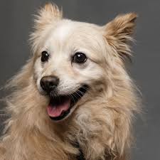 Every person or business values photography differently and has a different risk this error can cost the photographer dearly. Simple Studio Technique Pet Portraits Digital Photography Review