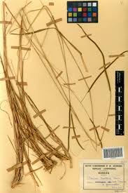 Image result for Ctenium newtonii