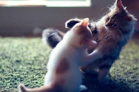 One of my cats has problems with crystals in his urinary tract. How To Stop Cat Aggression After A Vet Visit