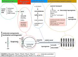 We did not find results for: Signalling In Ciliates Long And Short Range Signals And Molecular Determinants For Cellular Dynamics Plattner 2017 Biological Reviews Wiley Online Library