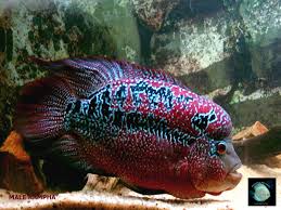 Flowerhorn Fish Pictures Red Warrior Kampha Flowerhorn Cichlid Tropical Fish Tank Virt Ciclidos Africanos Peces De Agua Dulce Ciclidos