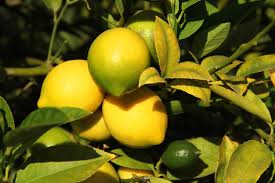 When phytophthora species are the cause of infection, the soft dark decay that develops in citrus occurs mostly on the bottom side of fruit. Lemon Trees 7 Common Problems