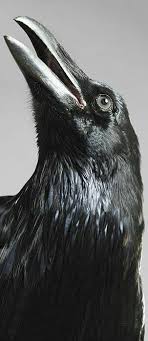 All Black Bird With Black Beak Pin By Karen Adams On Crows Black Bird Spirit Animal Totem Crow