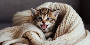Maybe you would like to learn more about one of these? 25 Best Cat Quotes That Perfectly Describe Your Kitten Funny And Cute Cat Quotes