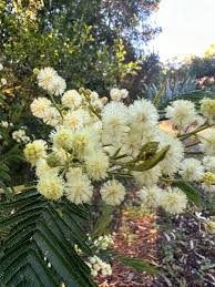 Image result for Acacia mearnsii