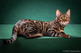 Питомник бенгальских котят Atlas Geri